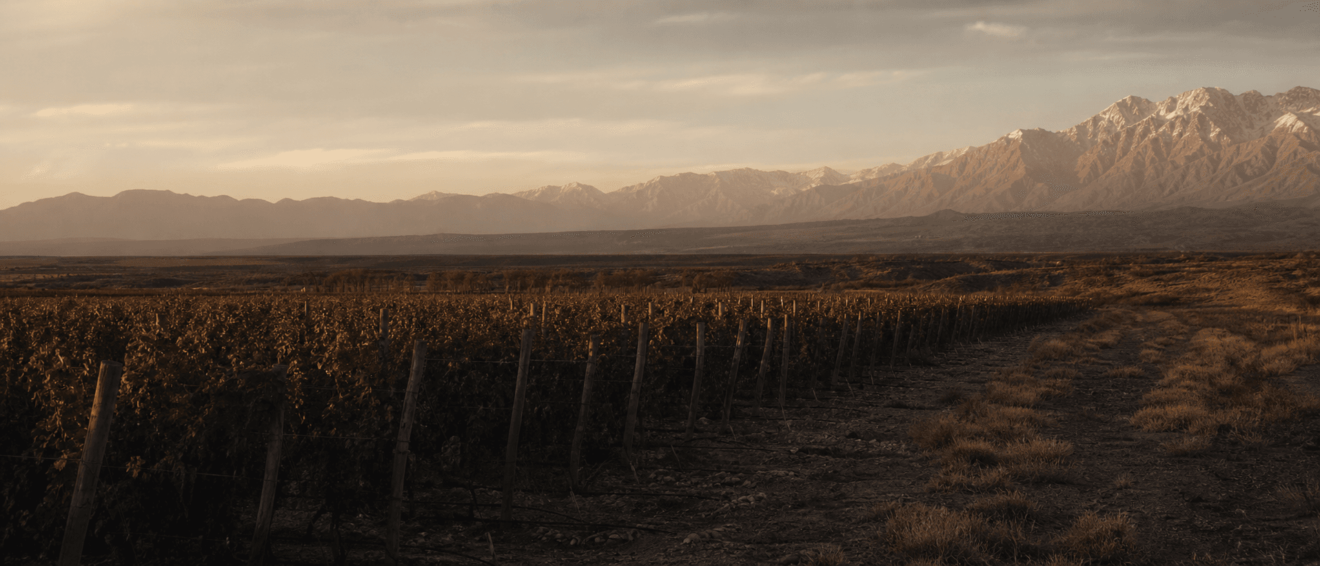 Viñedos de Mendoza frente a la cordillera de los Andes